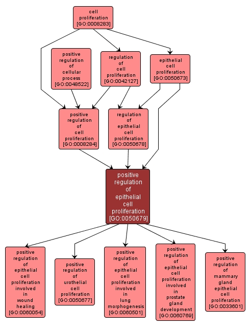 GO:0050679 - positive regulation of epithelial cell proliferation (interactive image map)