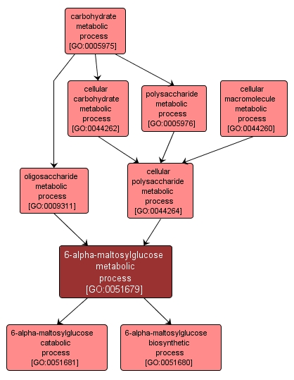 GO:0051679 - 6-alpha-maltosylglucose metabolic process (interactive image map)