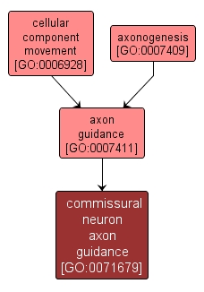 GO:0071679 - commissural neuron axon guidance (interactive image map)