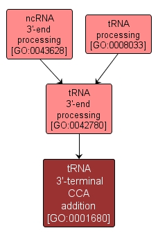 GO:0001680 - tRNA 3'-terminal CCA addition (interactive image map)