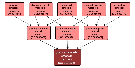 GO:0006680 - glucosylceramide catabolic process (interactive image map)