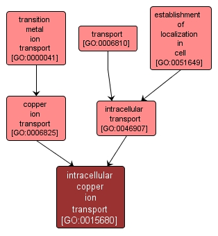 GO:0015680 - intracellular copper ion transport (interactive image map)