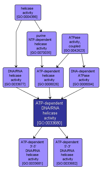 GO:0033680 - ATP-dependent DNA/RNA helicase activity (interactive image map)
