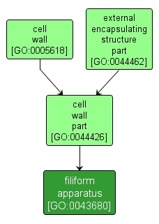GO:0043680 - filiform apparatus (interactive image map)