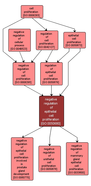 GO:0050680 - negative regulation of epithelial cell proliferation (interactive image map)