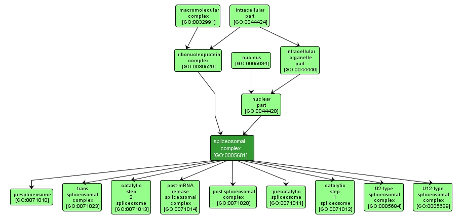 GO:0005681 - spliceosomal complex (interactive image map)