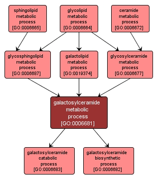 GO:0006681 - galactosylceramide metabolic process (interactive image map)