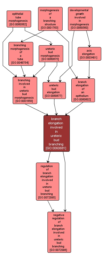 GO:0060681 - branch elongation involved in ureteric bud branching (interactive image map)