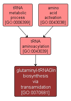 GO:0070681 - glutaminyl-tRNAGln biosynthesis via transamidation (interactive image map)