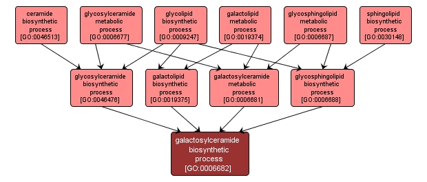 GO:0006682 - galactosylceramide biosynthetic process (interactive image map)