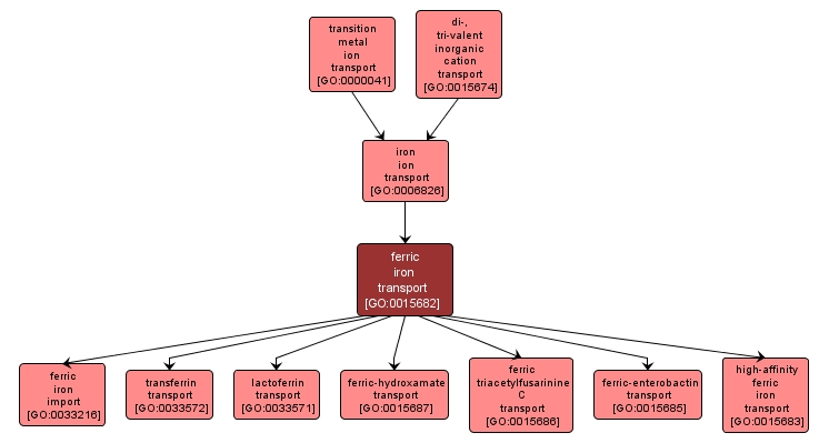 GO:0015682 - ferric iron transport (interactive image map)