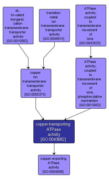 GO:0043682 - copper-transporting ATPase activity (interactive image map)