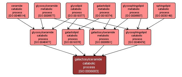 GO:0006683 - galactosylceramide catabolic process (interactive image map)