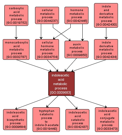 GO:0009683 - indoleacetic acid metabolic process (interactive image map)