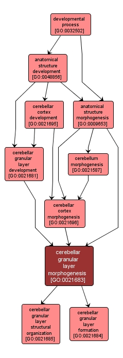 GO:0021683 - cerebellar granular layer morphogenesis (interactive image map)