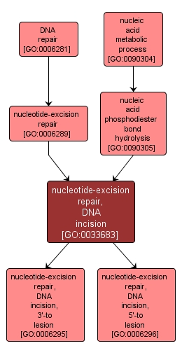 GO:0033683 - nucleotide-excision repair, DNA incision (interactive image map)