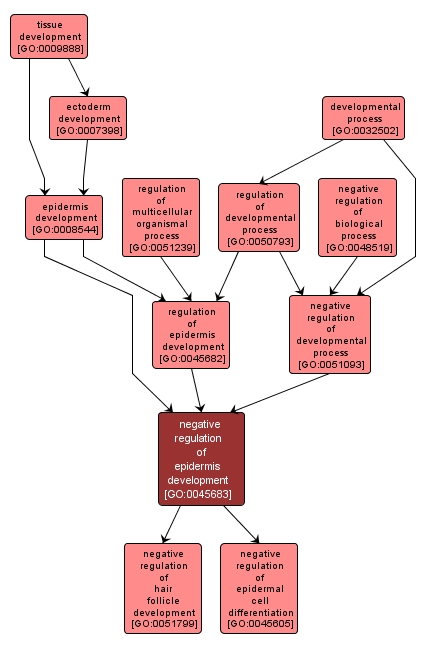 GO:0045683 - negative regulation of epidermis development (interactive image map)