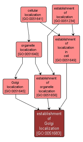 GO:0051683 - establishment of Golgi localization (interactive image map)