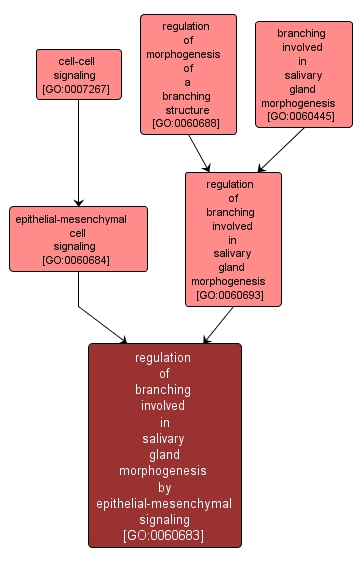 GO:0060683 - regulation of branching involved in salivary gland morphogenesis by epithelial-mesenchymal signaling (interactive image map)