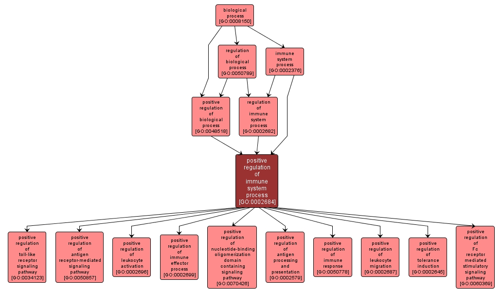 GO:0002684 - positive regulation of immune system process (interactive image map)