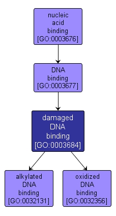 GO:0003684 - damaged DNA binding (interactive image map)