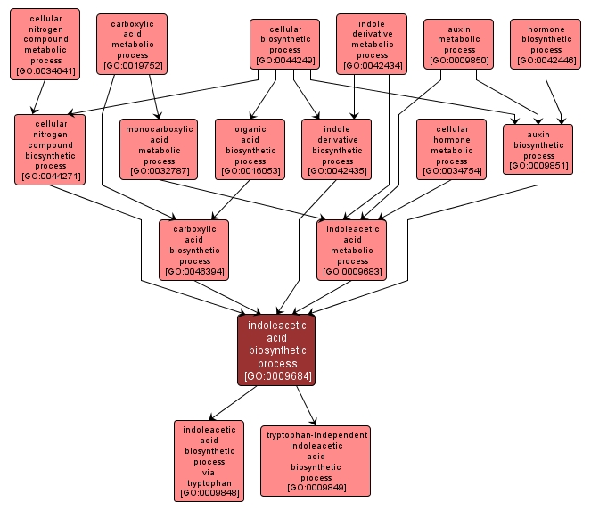 GO:0009684 - indoleacetic acid biosynthetic process (interactive image map)