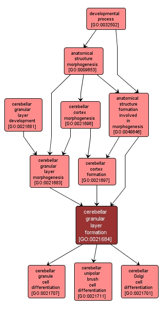 GO:0021684 - cerebellar granular layer formation (interactive image map)