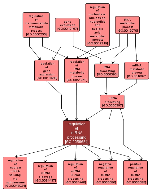 GO:0050684 - regulation of mRNA processing (interactive image map)