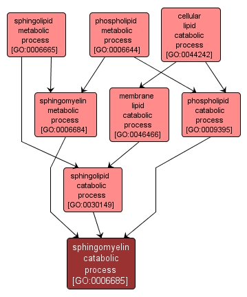 GO:0006685 - sphingomyelin catabolic process (interactive image map)