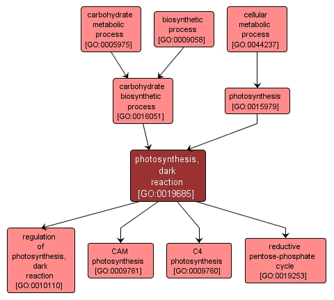 GO:0019685 - photosynthesis, dark reaction (interactive image map)