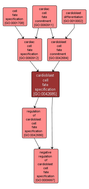 GO:0042685 - cardioblast cell fate specification (interactive image map)