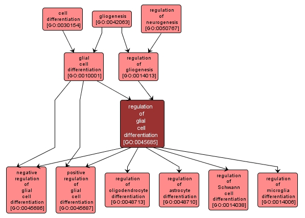 GO:0045685 - regulation of glial cell differentiation (interactive image map)