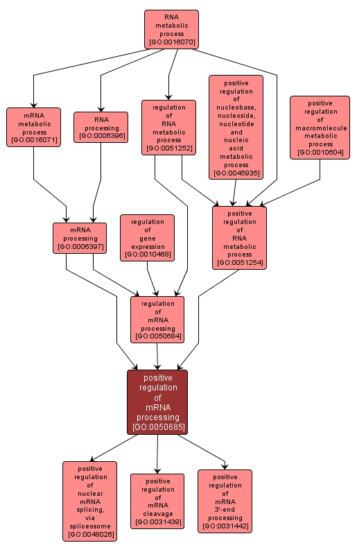 GO:0050685 - positive regulation of mRNA processing (interactive image map)