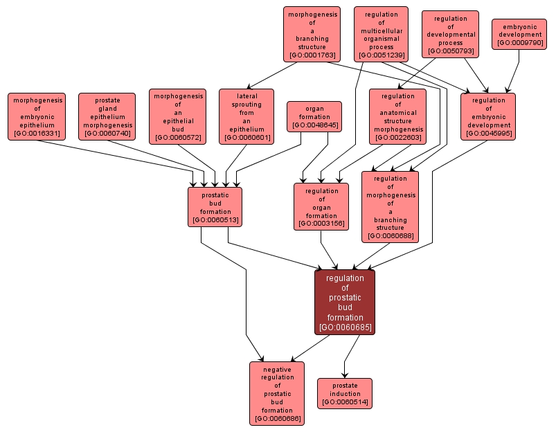 GO:0060685 - regulation of prostatic bud formation (interactive image map)