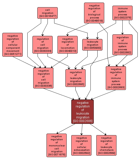 GO:0002686 - negative regulation of leukocyte migration (interactive image map)