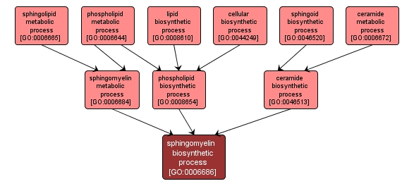 GO:0006686 - sphingomyelin biosynthetic process (interactive image map)