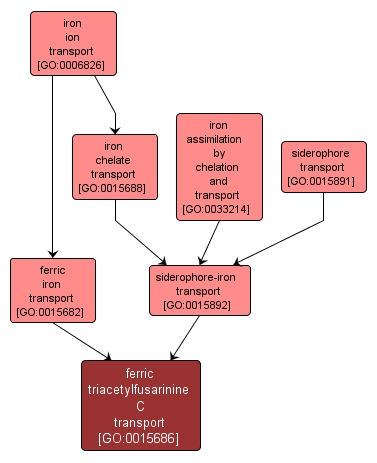 GO:0015686 - ferric triacetylfusarinine C transport (interactive image map)