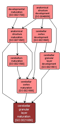 GO:0021686 - cerebellar granular layer maturation (interactive image map)