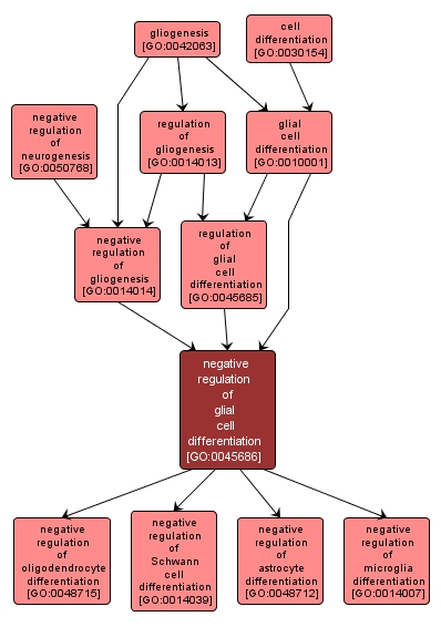 GO:0045686 - negative regulation of glial cell differentiation (interactive image map)