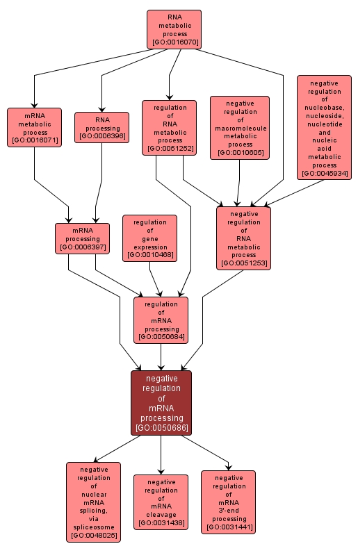 GO:0050686 - negative regulation of mRNA processing (interactive image map)