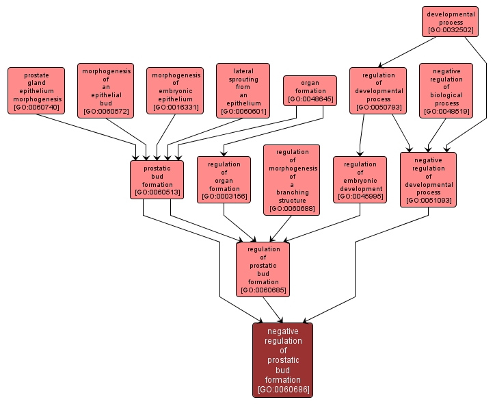 GO:0060686 - negative regulation of prostatic bud formation (interactive image map)