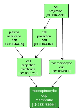 GO:0070686 - macropinocytic cup membrane (interactive image map)