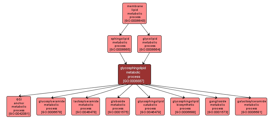 GO:0006687 - glycosphingolipid metabolic process (interactive image map)