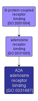 GO:0031687 - A2A adenosine receptor binding (interactive image map)