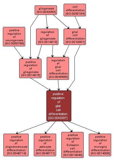 GO:0045687 - positive regulation of glial cell differentiation (interactive image map)