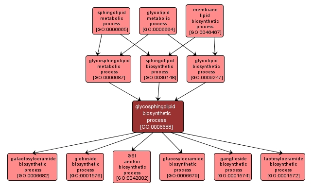 GO:0006688 - glycosphingolipid biosynthetic process (interactive image map)