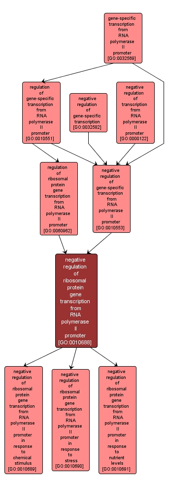 GO:0010688 - negative regulation of ribosomal protein gene transcription from RNA polymerase II promoter (interactive image map)