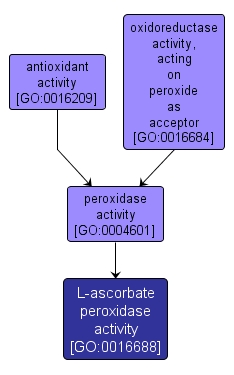 GO:0016688 - L-ascorbate peroxidase activity (interactive image map)