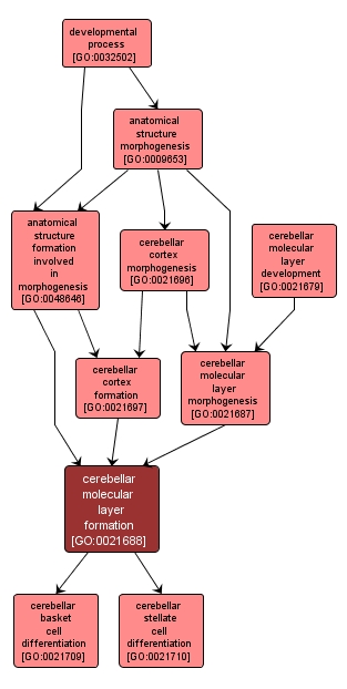 GO:0021688 - cerebellar molecular layer formation (interactive image map)