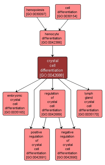 GO:0042688 - crystal cell differentiation (interactive image map)